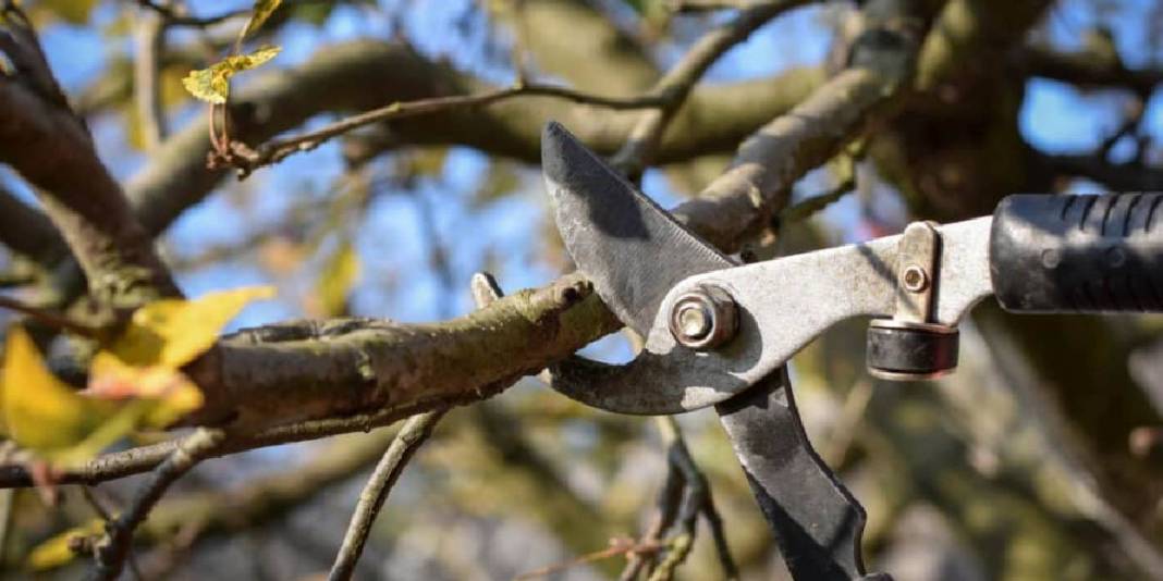 Kasım ayında hangi ağaçlar budanır? Sonbahardan kışa geçişte bu bitkiler coşacak! 5